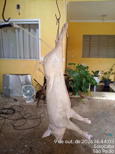 Vendo leitão