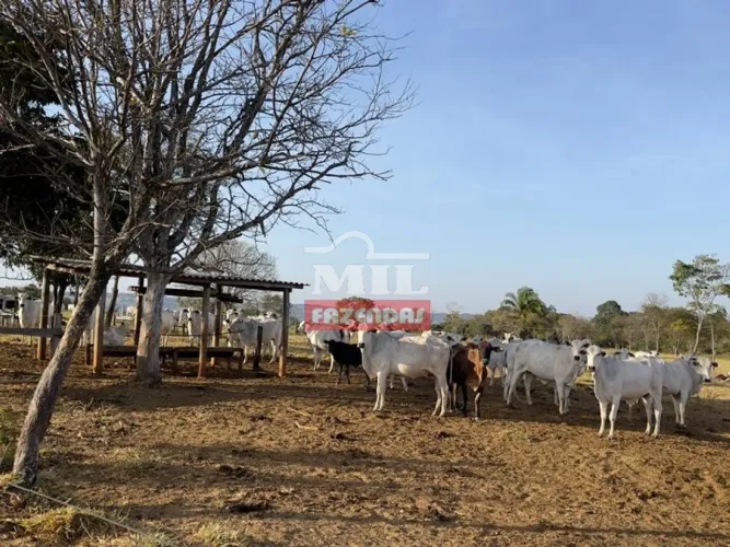 Fazenda de cultura de 43 alqueires (208 hectares) em Araçu - GO