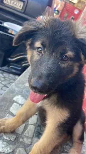 Cachorro pastor alemão 