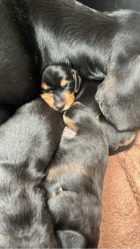 salsicha dachshund cofap teckel