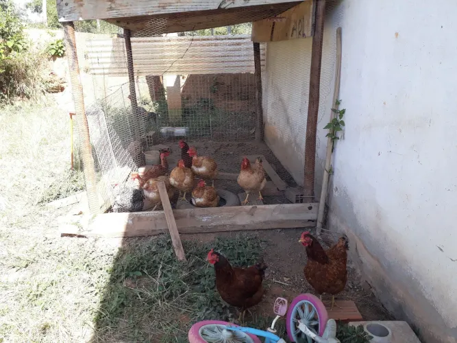 Para retirada hoje galinhas em geral 