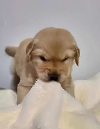 Filhotes de Golden Retriever | Carinho em todos os dias.