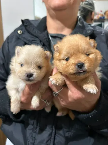 Filhotes de Spitz alemão anão