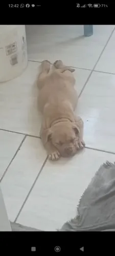 Pitmonster