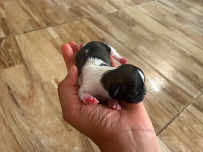Cachorro Shitzu filhote