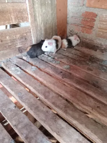 porquinho dá Índia