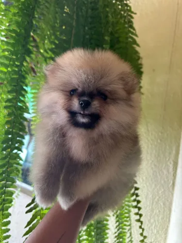 Lulu da Pomerânia carinhoso
