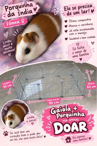 Porquinha da índia