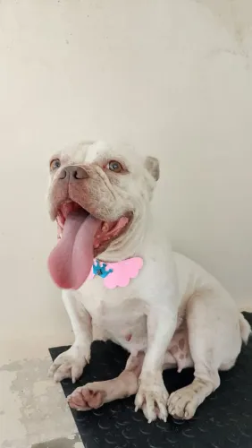 American Bully fêmea