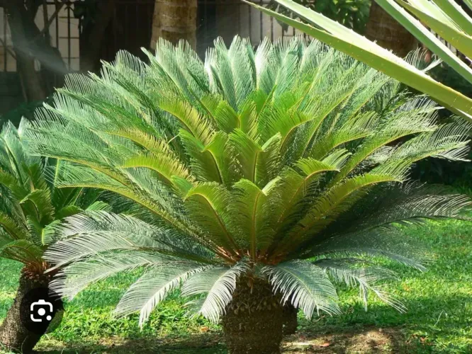 Mudas de palmeira cica