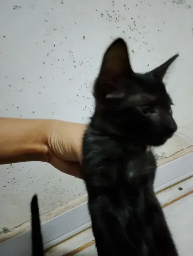 Doação urgente de gatos