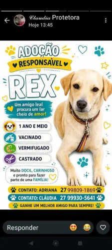 Cachorro
