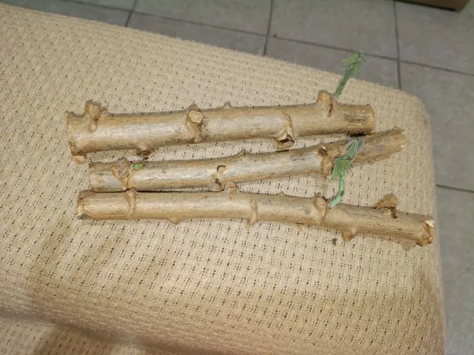 Mudas enraizadas de mandioca