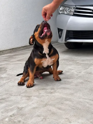 American bully