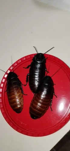 Baratas de Madagascar disponíveis