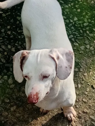 Basset de olho azul