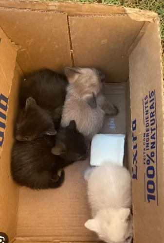 Gatinho para Adoção Vacinados