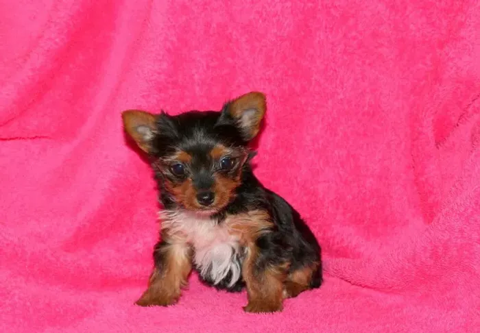 Yorkshire Terrier Mini - Filhotes Muito Fofinhos!