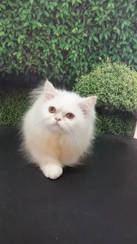 Gato persa legítimo