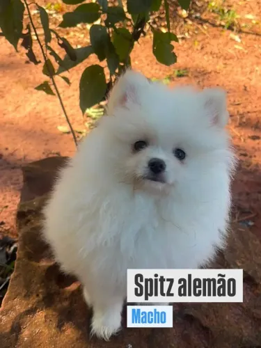 SPITZ ALEMÃO MACHO ?