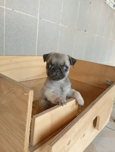 Vendo filhote de Pug já fermifugado vacinado , filhote saudável 