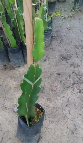 Mudas de pitaya