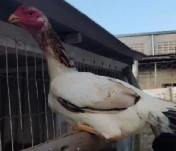 Vendo galinha raça Mura