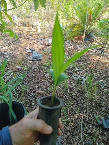 MUDA DE PUPUNHA SEM ESPINHOS