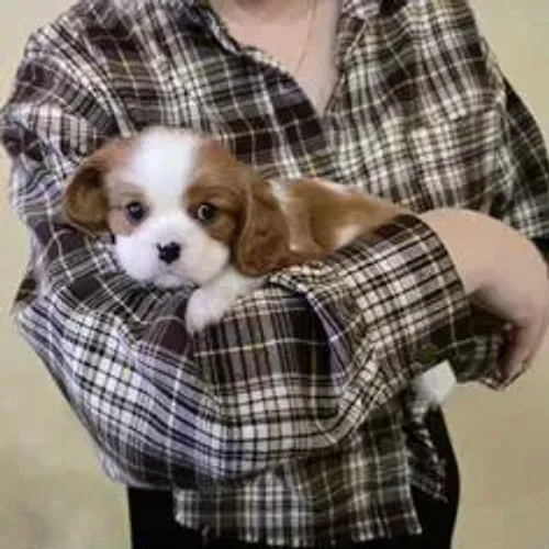 Cavalier King Charles Spaniel,Cavalier King Charles Spaniel Filhote Estrutura Perfeita Dis