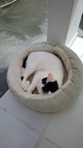 Gato para doação 