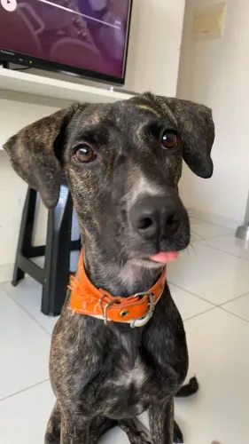 Cadelinha de 1 ano para adoção