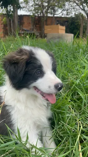 Filhote de Border Collie