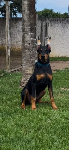 filhote de doberman