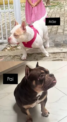 Cachorro American bully