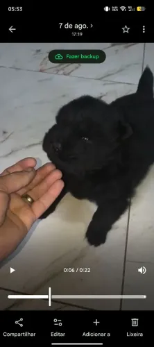 Chow chow