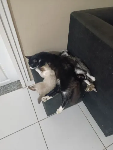 Doa-se gatinhos