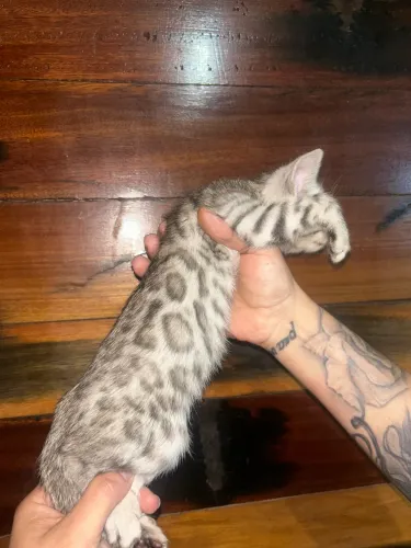 Gato Bengal Silver