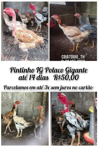 Pintinho Polaco Gigante 