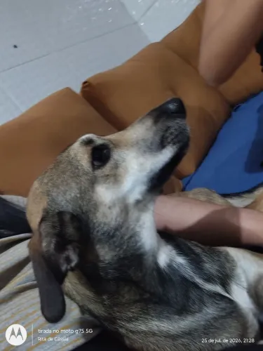 Cachorro para doação
