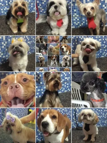 Pet shop