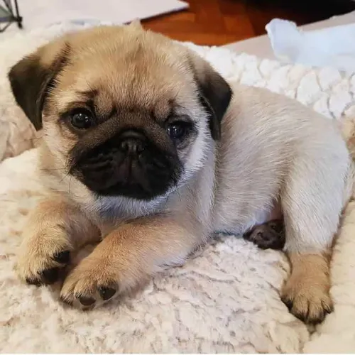 Filhote pug, Os filhotes mais fofos e brincalhões esperam por um lar!