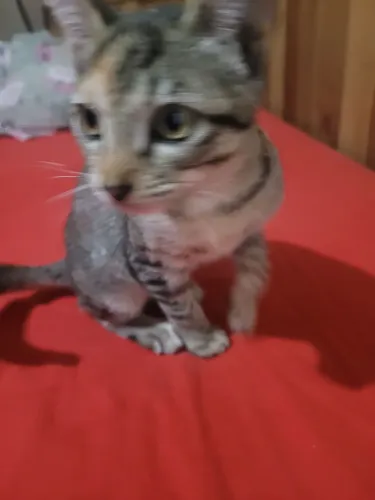 Doação de gatinha fêmea