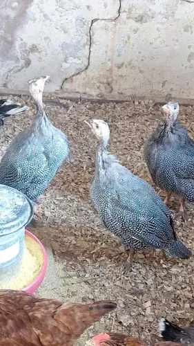 Galinha de angola 