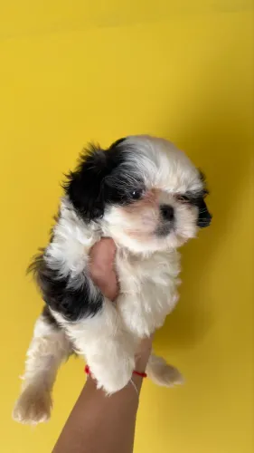Shih Tzu Filhote Fêmea