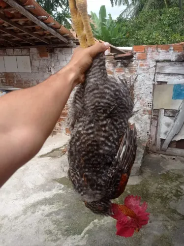 Galo com 3 kilos.