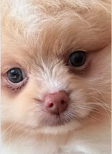 Spitz Alemão Anão - ursinho ( macho) com olhos claros. Pais no local