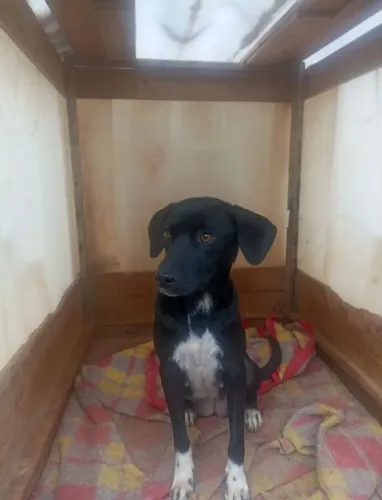 Doa-se fêmea de labrado com vira-lata 