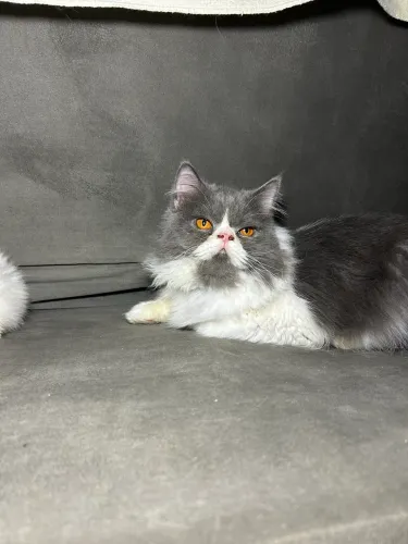 Gato persa