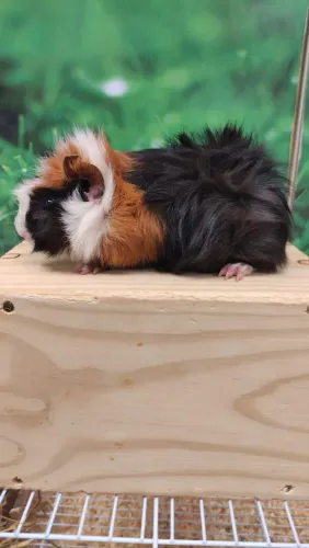 Filhotes de porquinho da índia 