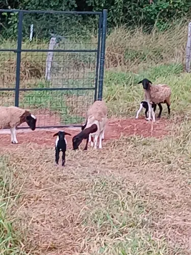 Ovelha ( cordeiro) COMPRA